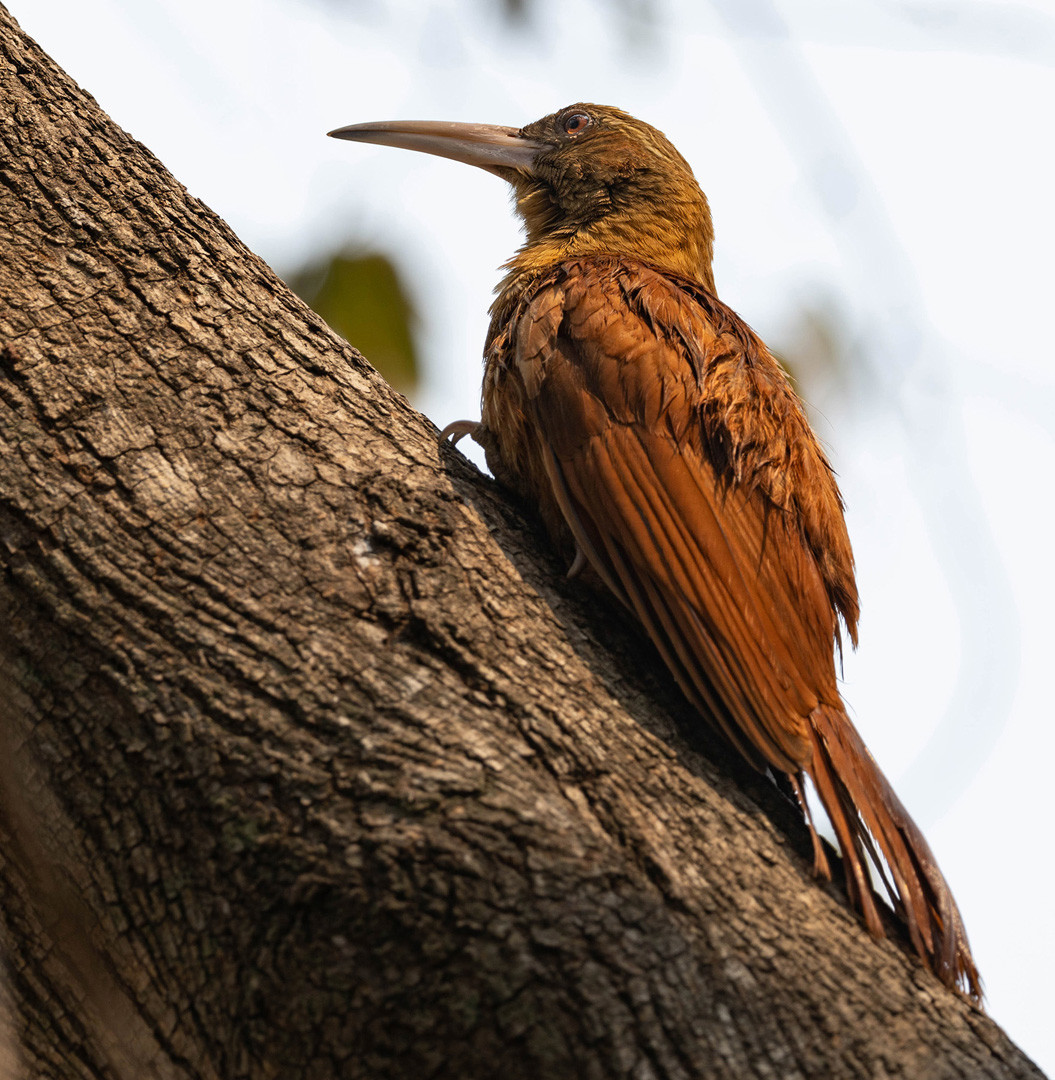 image Great Rufous Woodcreeper